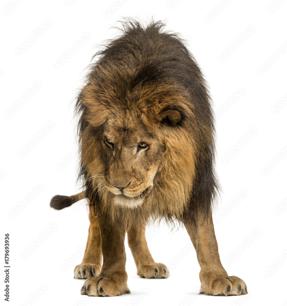 Fototapeta premium Lion standing, looking down, Panthera Leo, 10 years old, isolate