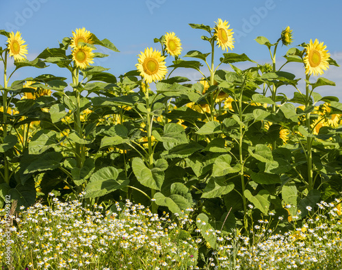 camomiles and sunflowers