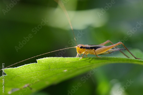 Image of swordtail cricket (Trigonidiidae) on green leaves. Insect Animal © yod67