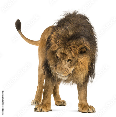 Fototapeta Naklejka Na Ścianę i Meble -  Lion standing, looking down, Panthera Leo, 10 years old, isolate