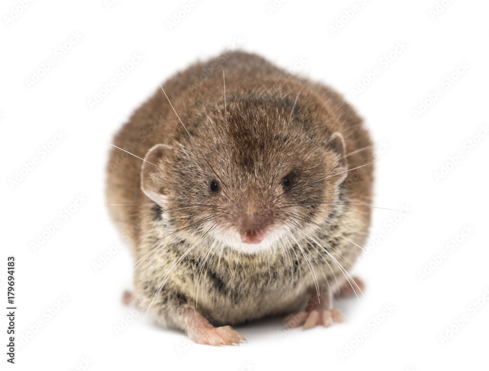 Front view of a White-toothed shrew, isolated on white Front view of a White-toothed shrew, isolated on white