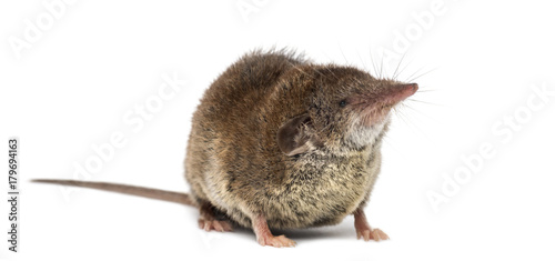 White-toothed shrew, isolated on white