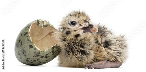 New-born Gull or Seagull with hatched egg, 6 hours, isolated on