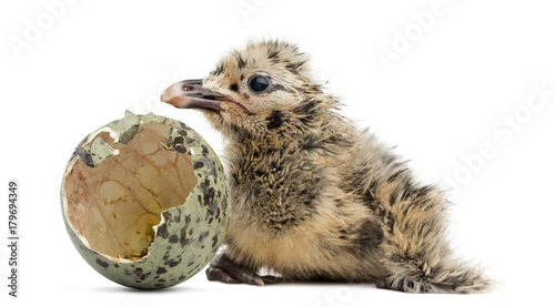 New-born Gull or Seagull with hatched egg, 6 hours, isolated on