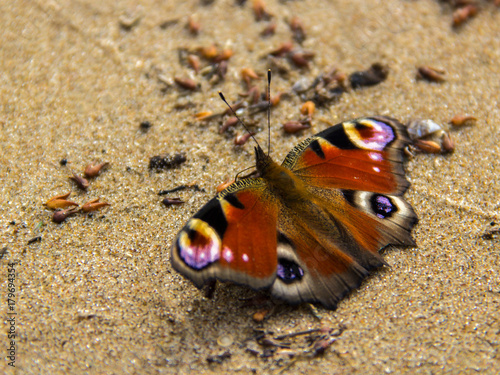 A beautiful multicolored butterfly  Vole  sits on the sand of the fallen buds of trees.