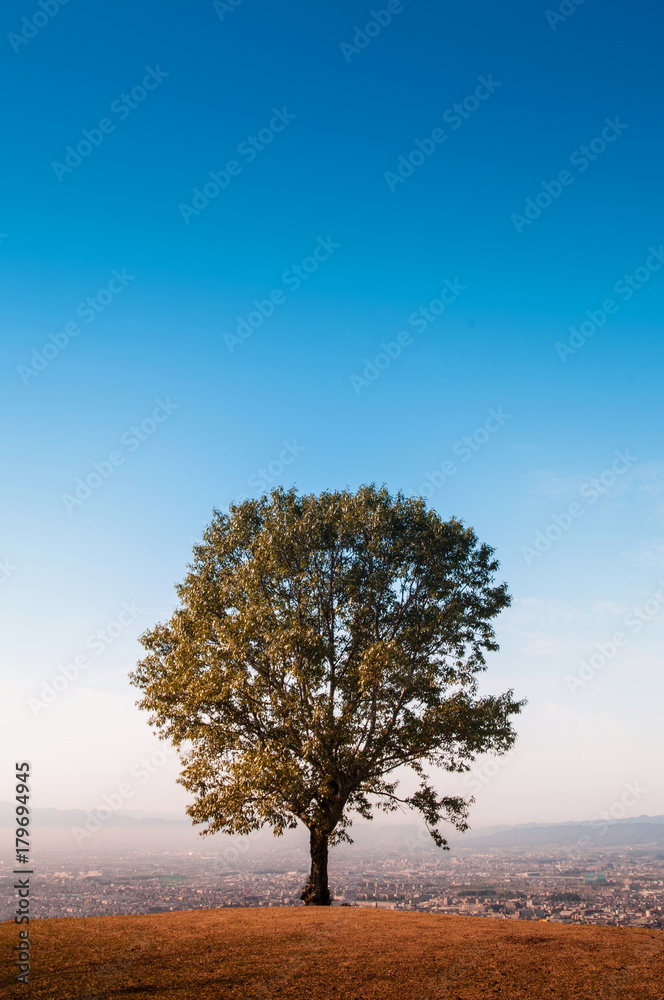 Lone tree on Mount Wakakusa, Nara, Japan Lone tree on Mount Wakakusa, Nara, Japan