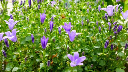 Detail of Violet Flower in the Home Garden.