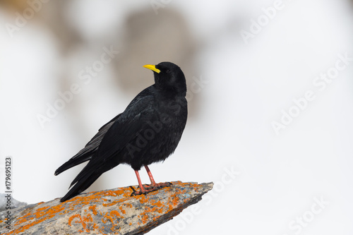 alpine chough bird (pyrrhocorax graculus) standing rock, looking back