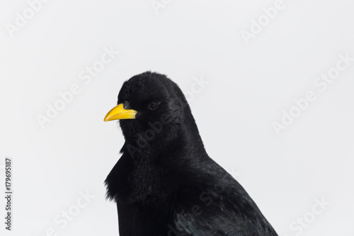 detailed portrait alpine chough bird  pyrrhocorax graculus 