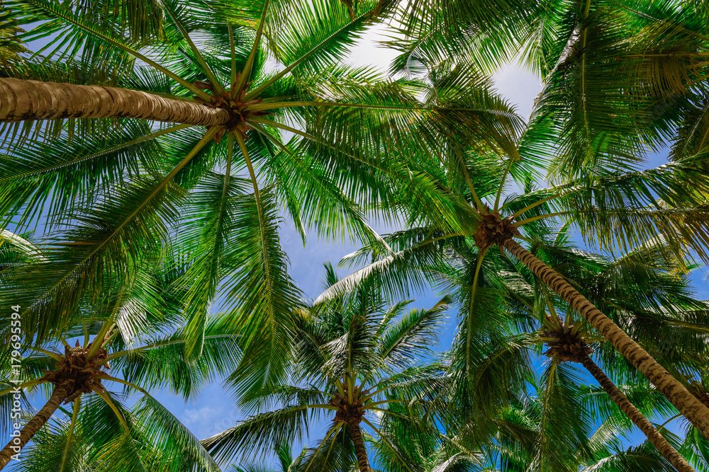 Obraz premium palm tree sky background