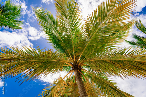 palm tree sky background