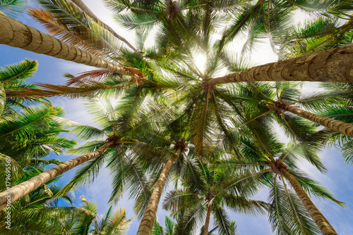 palm tree sky background