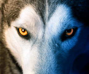 Wandcirkels Wolf Mystieke charme van de wolf  © serge-b