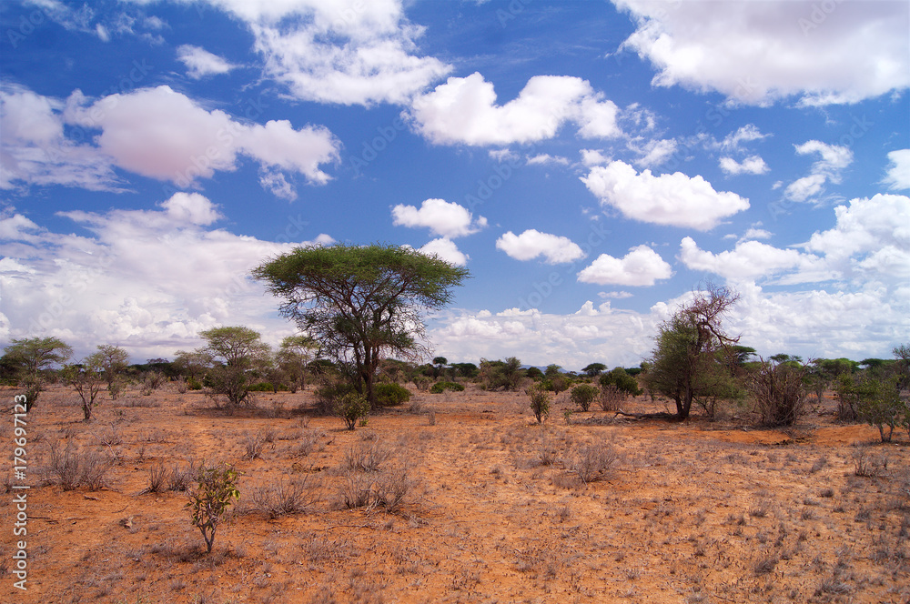Africa typical landscape