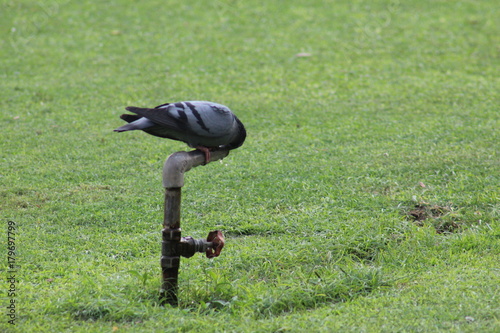 dove drinking water from tap