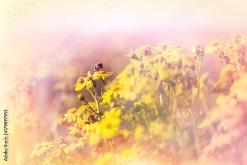 Selective focus on bee (honey bee) in meadow of yellow flowers