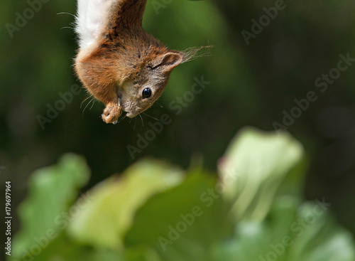 Red squirrel (Sciurus vulgaris). © svenaw