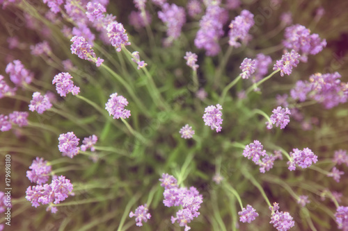 Lavender bushes closeup. Top view.