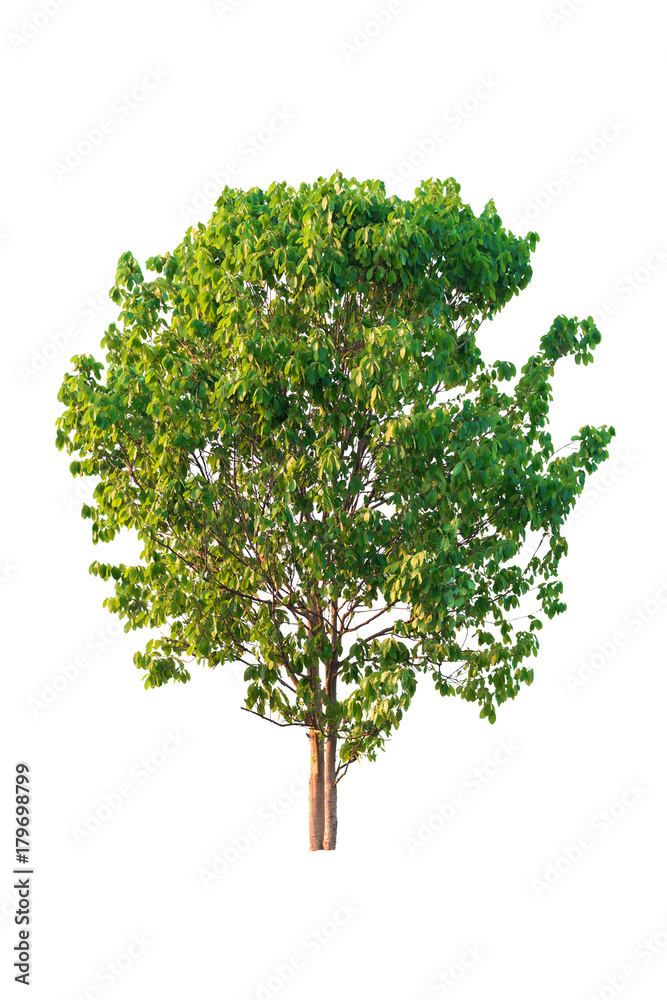 a tree isolated on white.