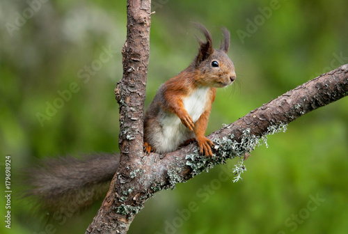 Red squirrel  Sciurus vulgaris .
