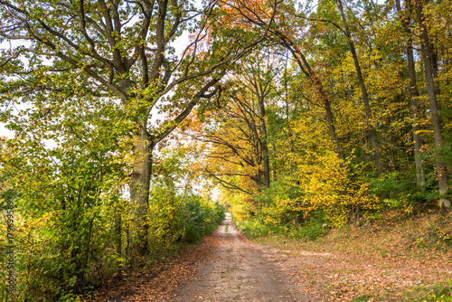 Polish forest in autumn, scenic landscape with path between trees and colorful nature at fall