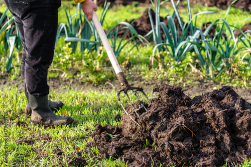 Gardener working in the vegetable garden. Autumn gardening, organic farming concept. photo