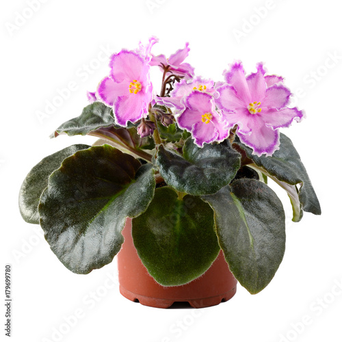 Pink violet in flowerpot isolated on white