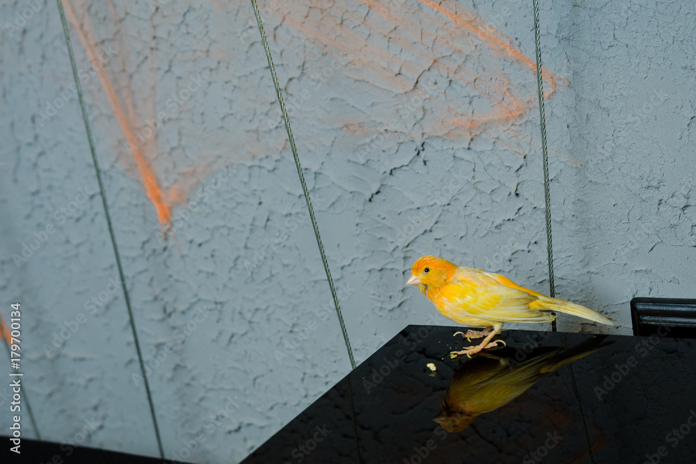 Fotografie Yellow canary bird on the table