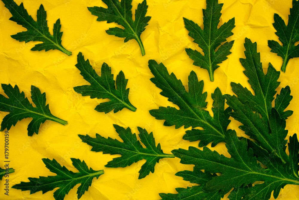 Green chrysanthemum leaves on yellow crumpled paper Green chrysanthemum leaves on yellow crumpled paper