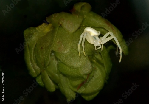 araignée crabe  photo