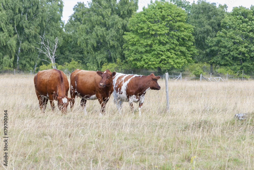 Cows in meadow in summer