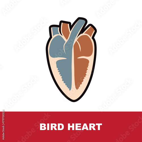 bird schematic heart anatomy vector illustration 