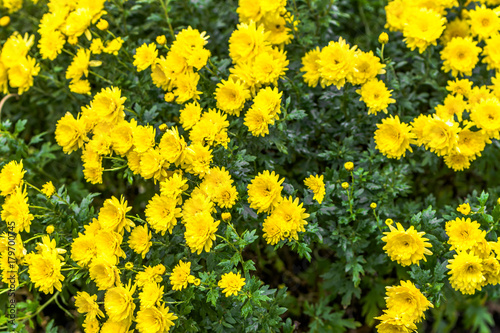 Background with autumn flowers, bouquet of yellow chrysanthemum