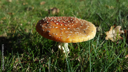 vliegenzwam photo