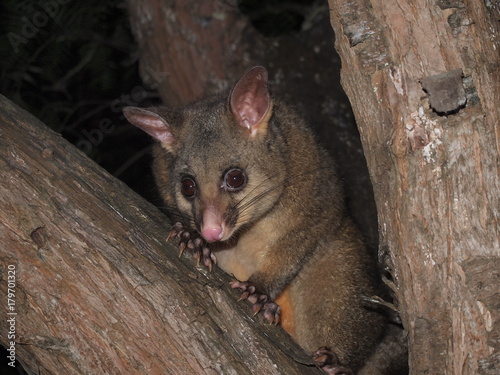 Curious Possum photo