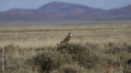 Brown Falcon (Falco berigora) © Darryl