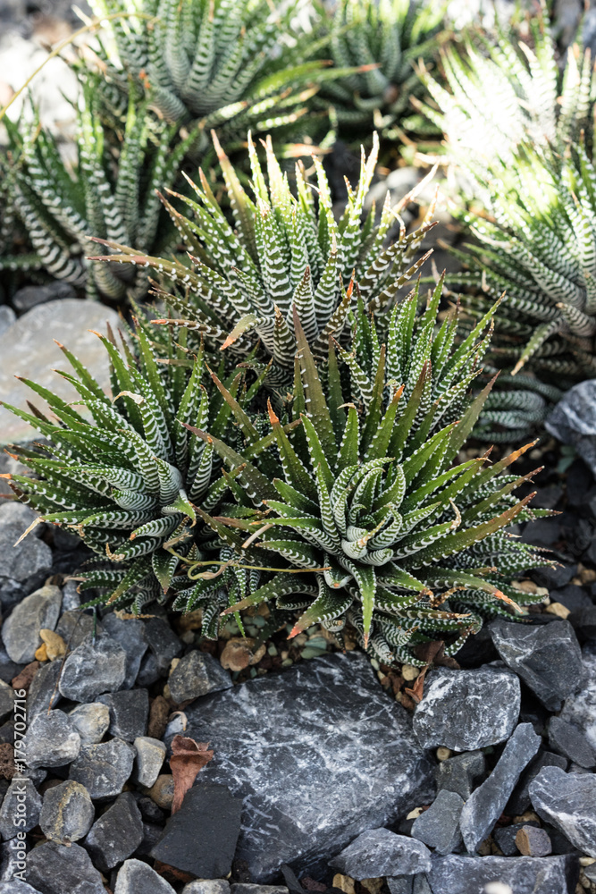 Haworthia tessellata succulent plant leaf with stones Haworthia tessellata succulent plant leaf with stones
