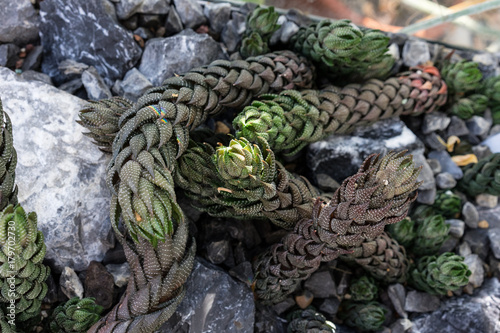 haworthia coarctata cactus plant with grey stones