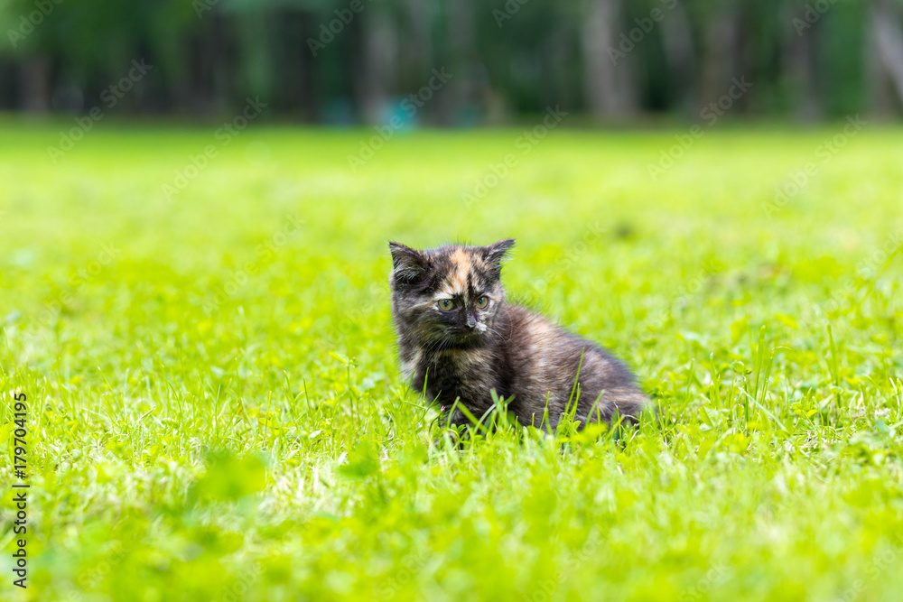 Black small cat with a red spot climbing in the grass