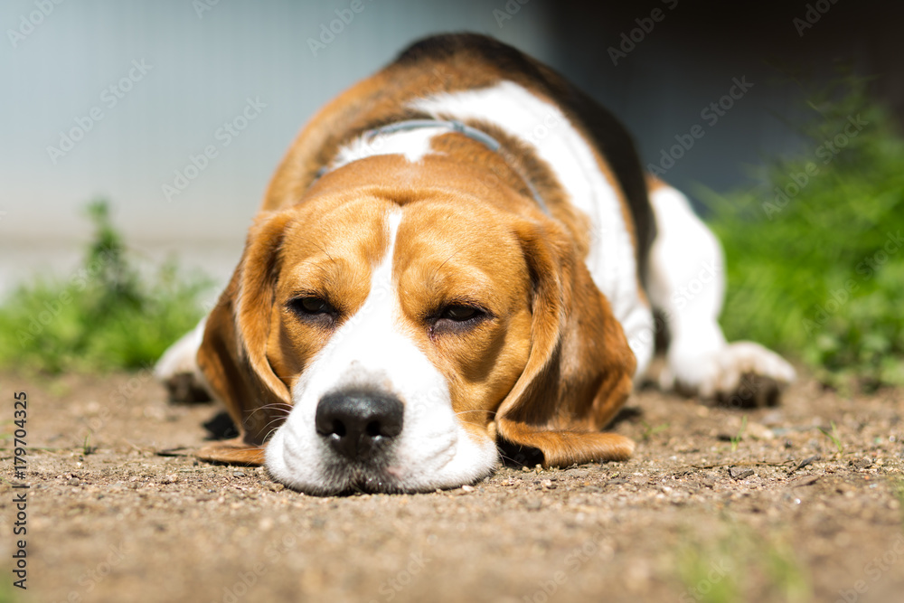 A beagle dog at the age of 2 years is lying on the ground on a sunny day