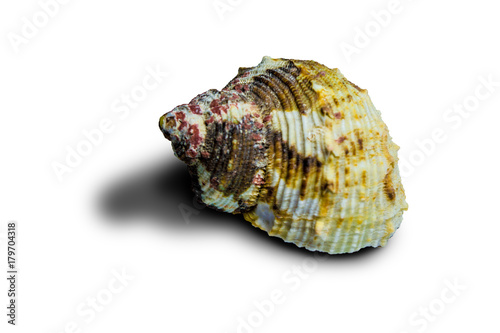 Beautiful sea shell. Shell of an ancient sea mollusk