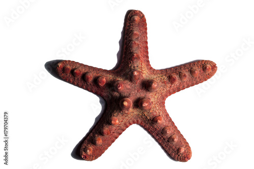 Red starfish on a white background. Ancient ectopic animal