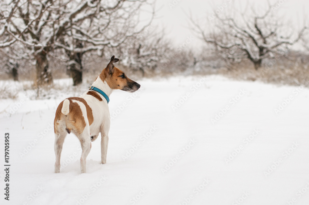 dog fox terrier in winter looking for a trail, winter hunt with a dog