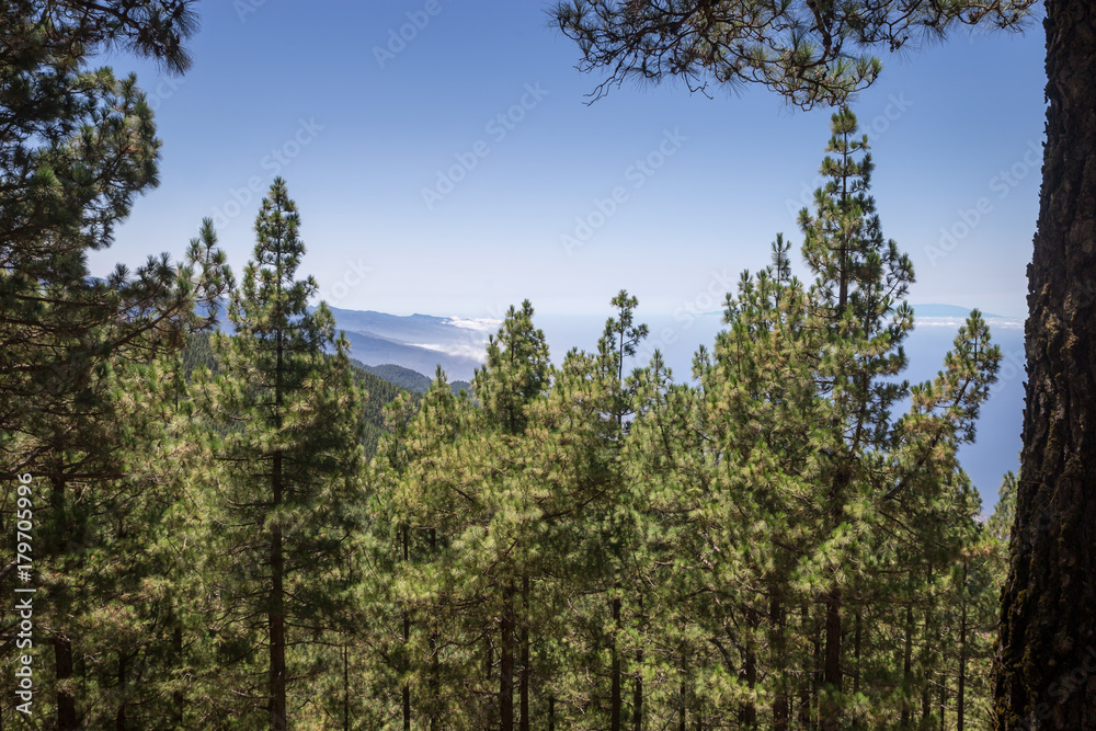 Panorama of mountains and conifer wood, Las Lagunetas, Tenerife, Canary Island, Spain, Europe Panorama of mountains and conifer wood, Las Lagunetas, Tenerife, Canary Island, Spain, Europe