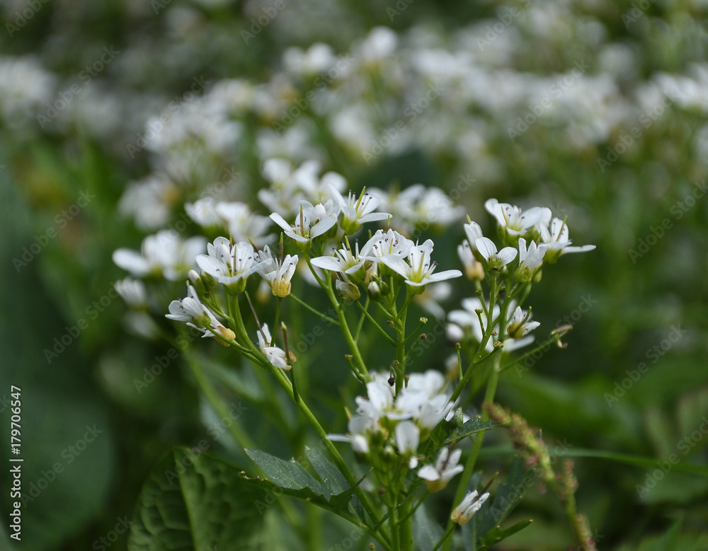 Echte Brunnenkresse auf Sumpfboden