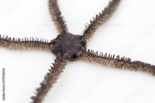 Brittle stars or ophiuroids are echinoderms in the class Ophiuroidea closely related to starfish.