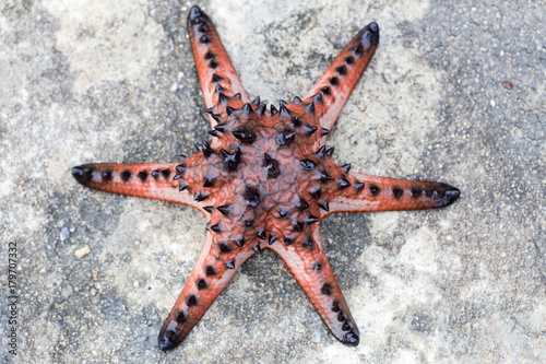 Starfish or sea stars are star-shaped echinoderms belonging to the class Asteroidea.