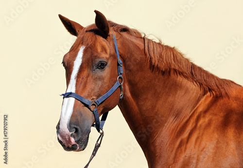 Thoroughbred race horse portrait in the stud at summer day 