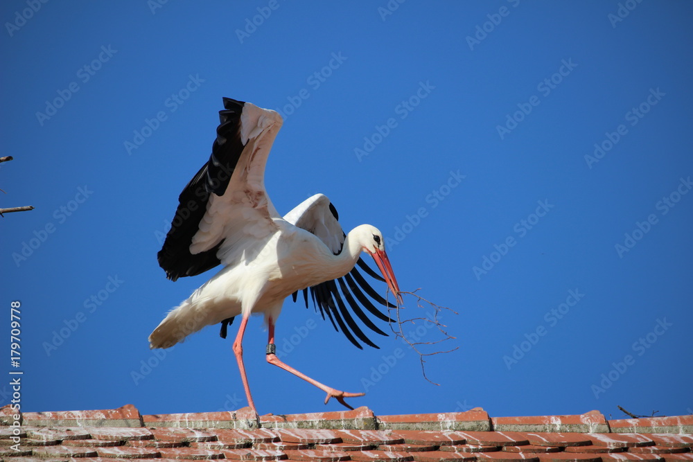 Storch Storch
