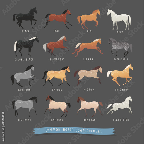 Common horse coat colours such as black and bay, silver gene horse and dapple grey horse, roan and dun coat horse and others photo